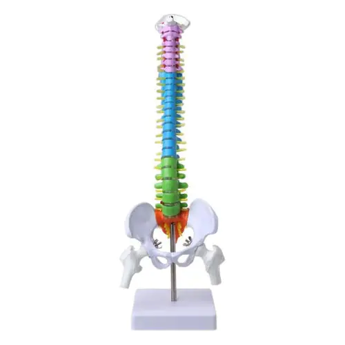 Human Spinal Column Vertebral Medical Model Teaching Tool Human Spinal Column Vertebral Medical Model Teaching Tool