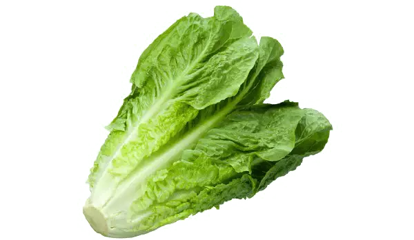 LETTUCE