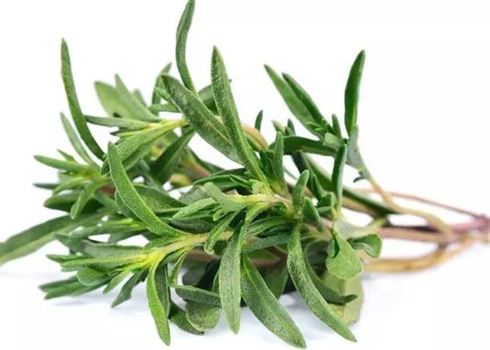 GREEN THYME