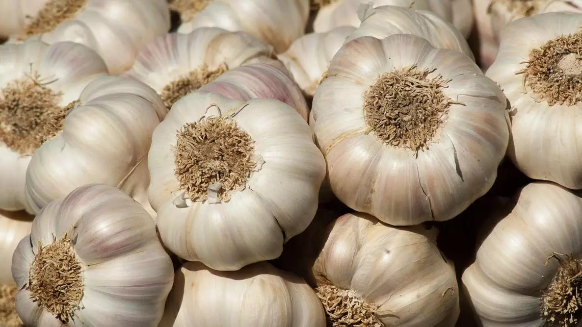 GARLIC