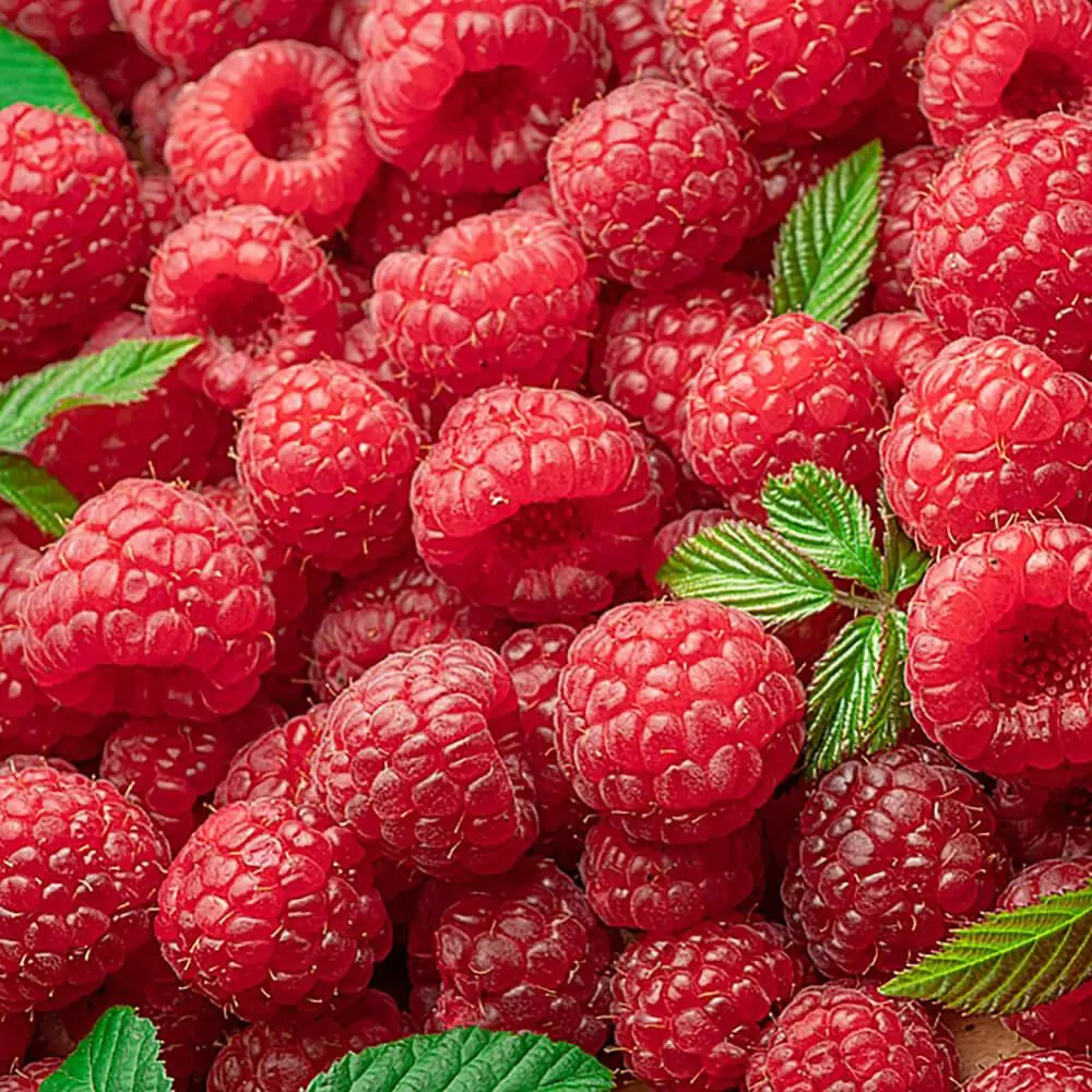 RASPBERRY 1BOX