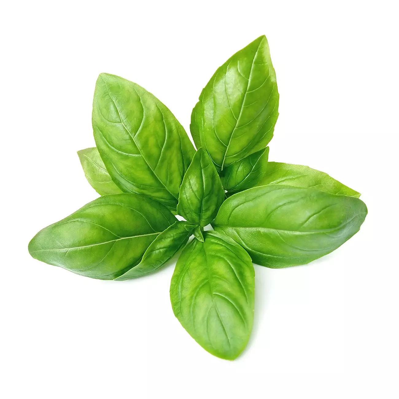 BASIL 1PCS