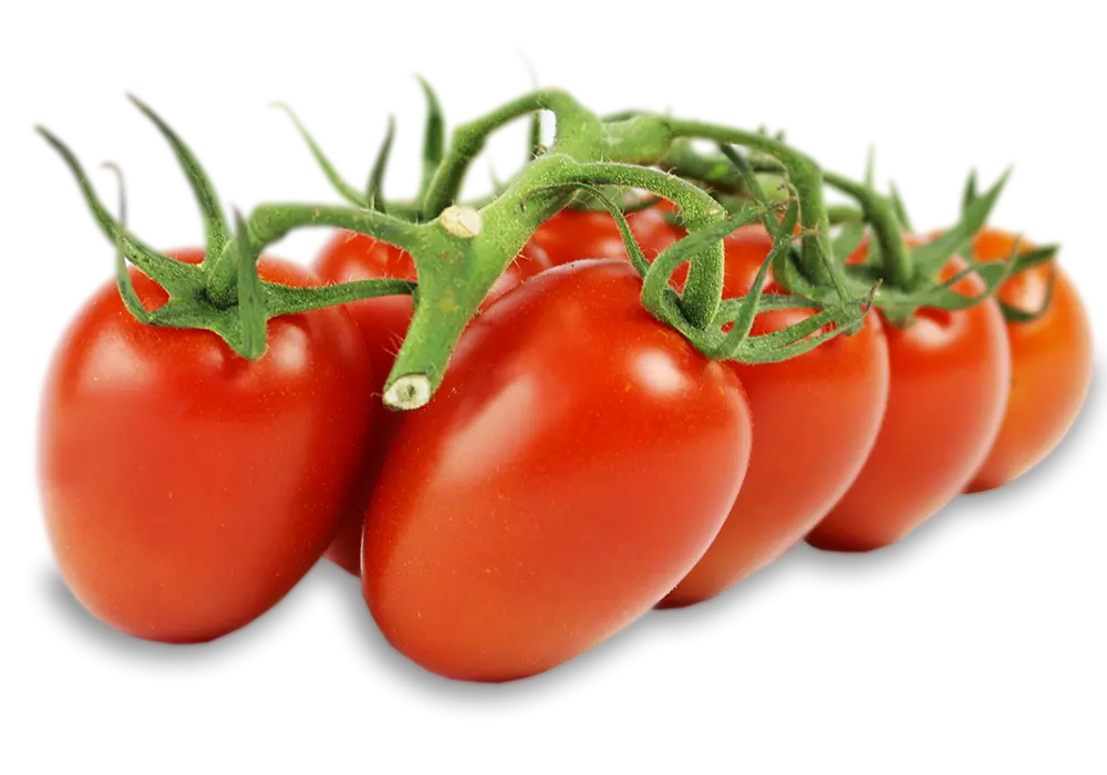 HANGING TOMATO