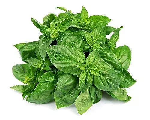 Basil - 1 Bunch