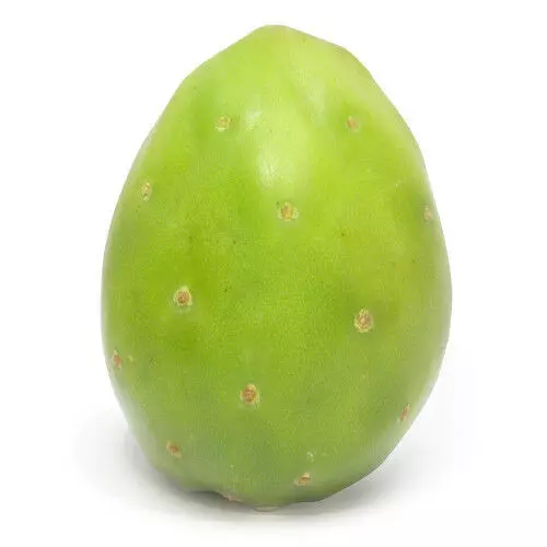Green Tuna Cactus - 1 PC