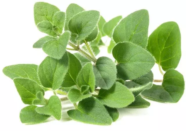 Oregano - 1 Bunch