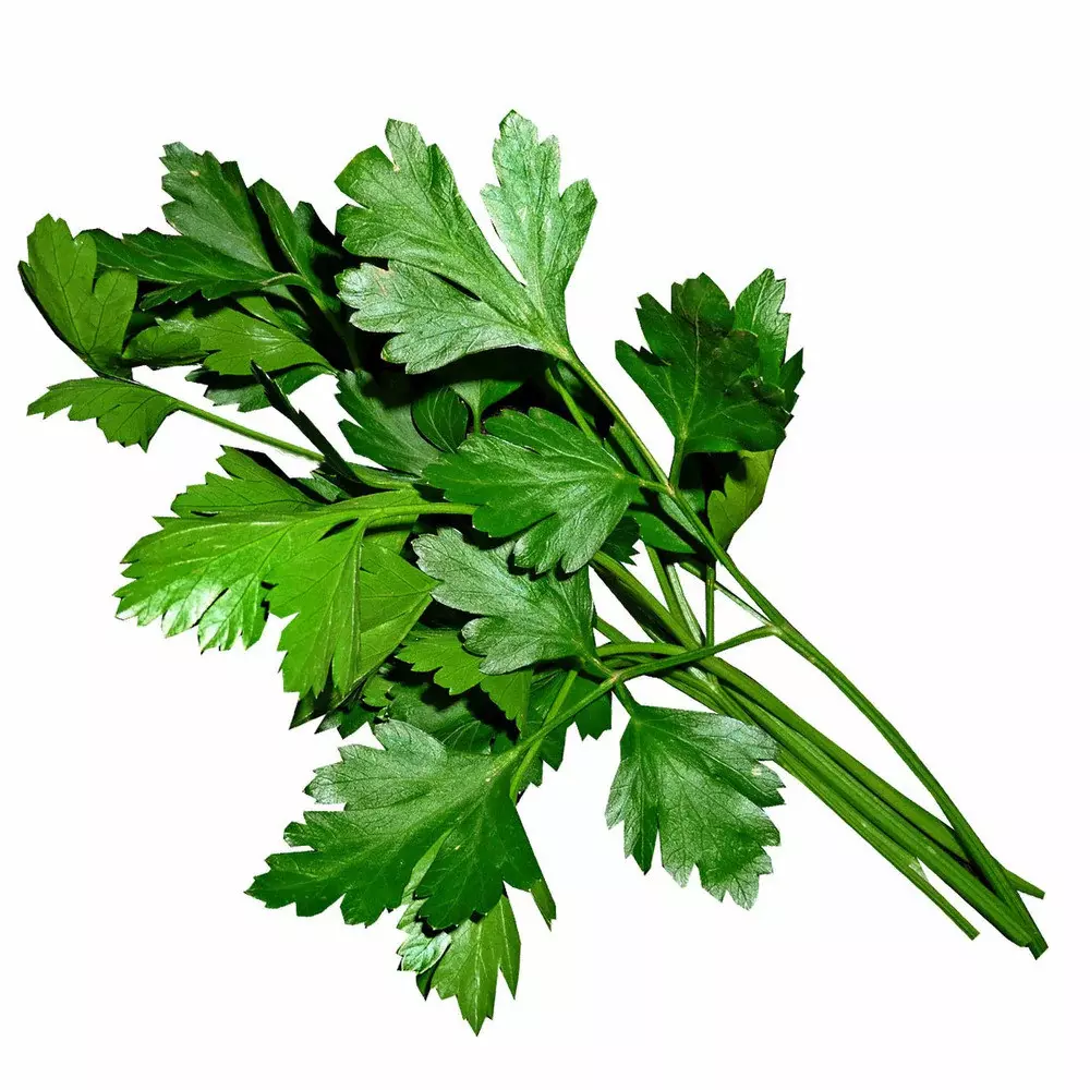 Italian parsley - 1 Bunch