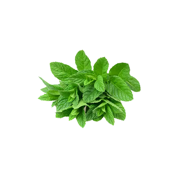 Mint - 1 Bunch