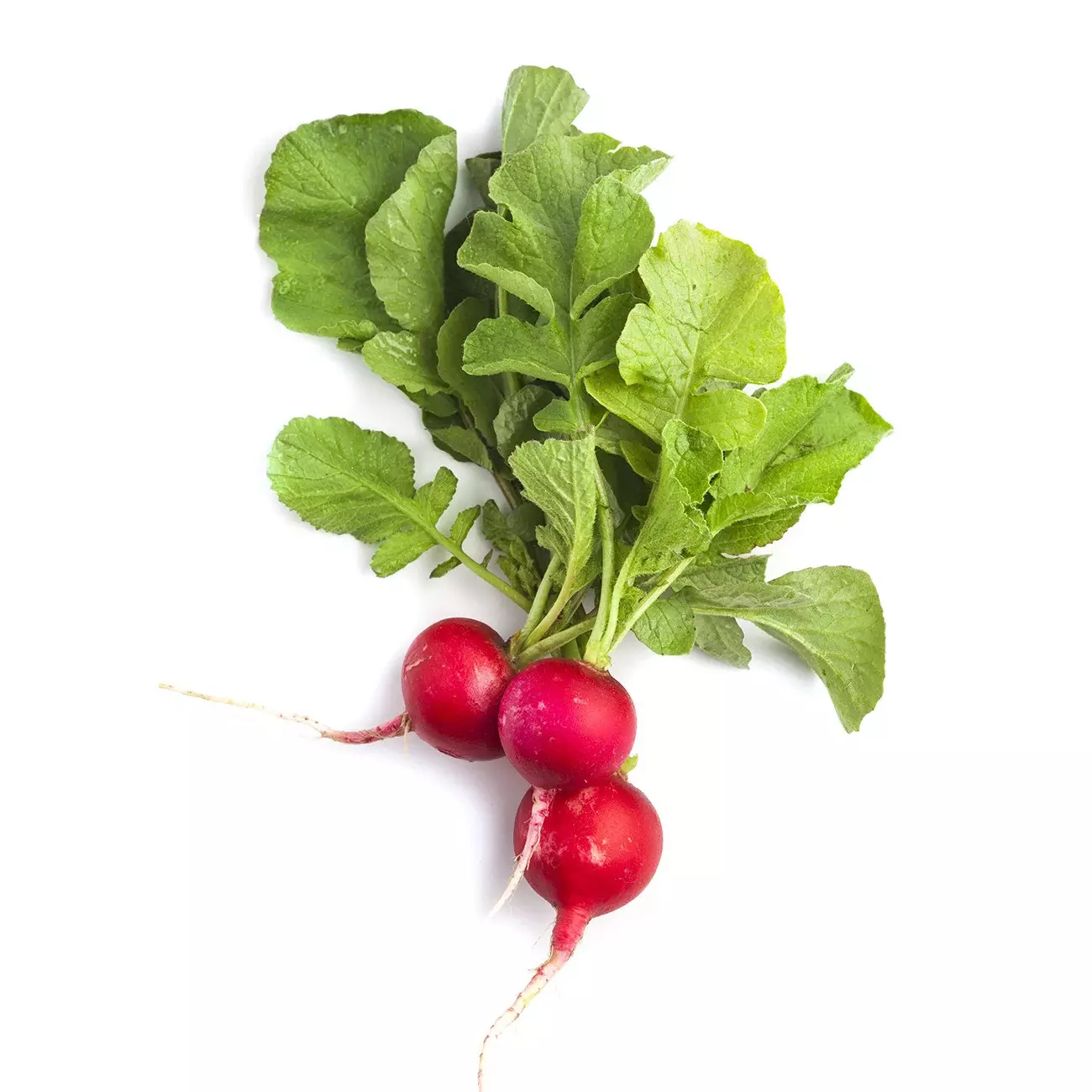 Radish - 1 Bunch