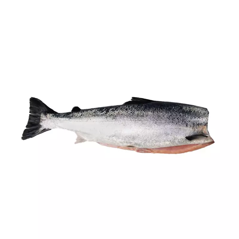 SALMON WHOLE FISH NORWEGIAN